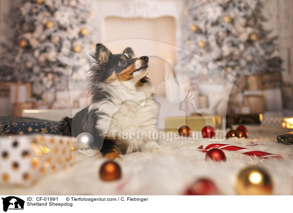 Shetland Sheepdog / Shetland Sheepdog / CF-01991