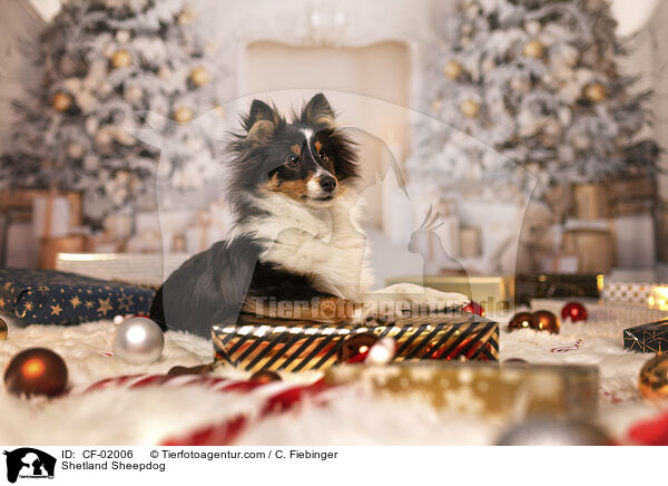 Shetland Sheepdog / Shetland Sheepdog / CF-02006