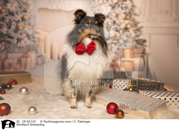 Shetland Sheepdog / Shetland Sheepdog / CF-02133