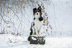 Shetland Sheppdog in winter
