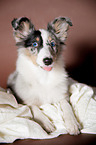 young Shetland Sheepdog