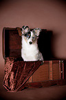 young Shetland Sheepdog