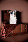 young Shetland Sheepdog