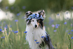 blue-merle Shetland Sheepdog