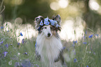 blue-merle Shetland Sheepdog