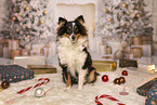 Shetland Sheepdog