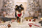 Shetland Sheepdog