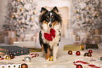 Shetland Sheepdog