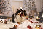 Shetland Sheepdog