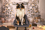 Shetland Sheepdog