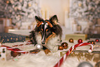 Shetland Sheepdog