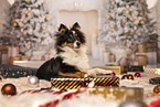 Shetland Sheepdog