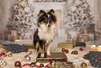 Shetland Sheepdog