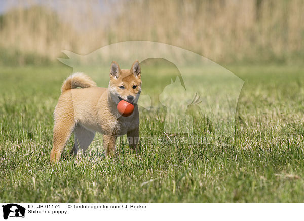 Shiba Inu Welpe / Shiba Inu puppy / JB-01174