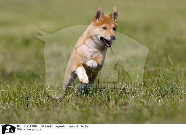 Shiba Inu Welpe / Shiba Inu puppy / JB-01186