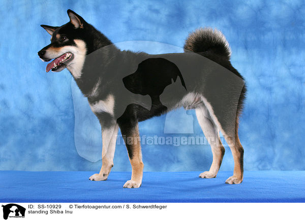 stehender Shiba Inu / standing Shiba Inu / SS-10929