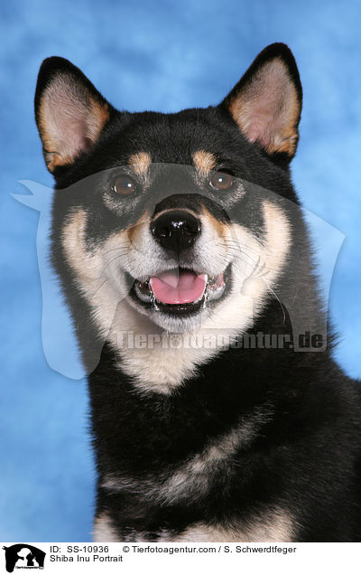 Shiba Inu Portrait / Shiba Inu Portrait / SS-10936