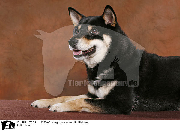 Shiba Inu / Shiba Inu / RR-17563