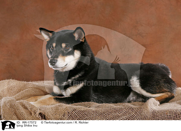liegender Shiba Inu / lying Shiba Inu / RR-17572