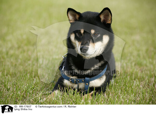 liegender Shiba Inu / lying Shiba Inu / RR-17607