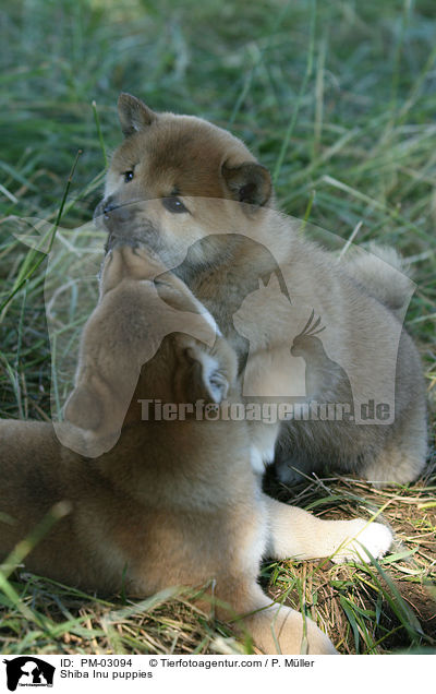 Shiba Inu Welpen / Shiba Inu puppies / PM-03094