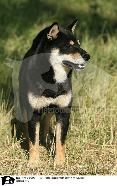 Shiba Inu / Shiba Inu / PM-03097