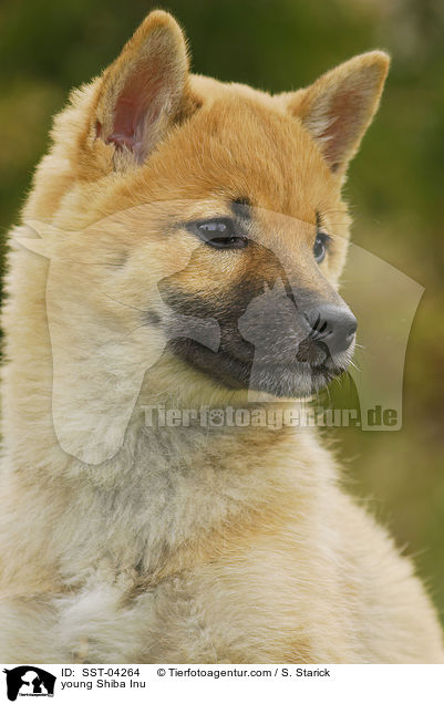 junger Shiba Inu / young Shiba Inu / SST-04264