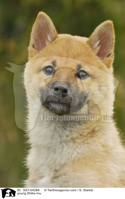 junger Shiba Inu / young Shiba Inu / SST-04268