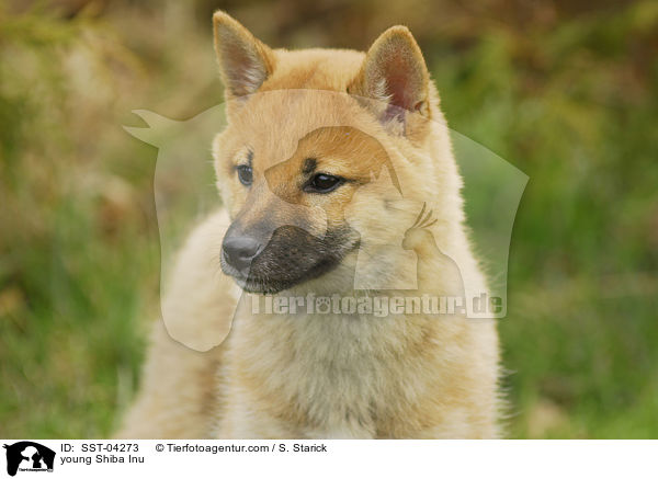 junger Shiba Inu / young Shiba Inu / SST-04273