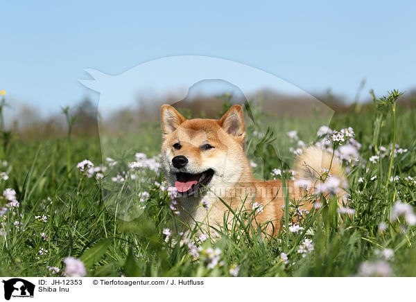 Shiba Inu / Shiba Inu / JH-12353