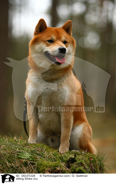 sitzender Shiba Inu / sitting Shiba Inu / DG-07226