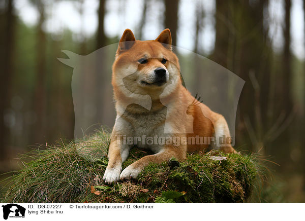 liegender Shiba Inu / lying Shiba Inu / DG-07227
