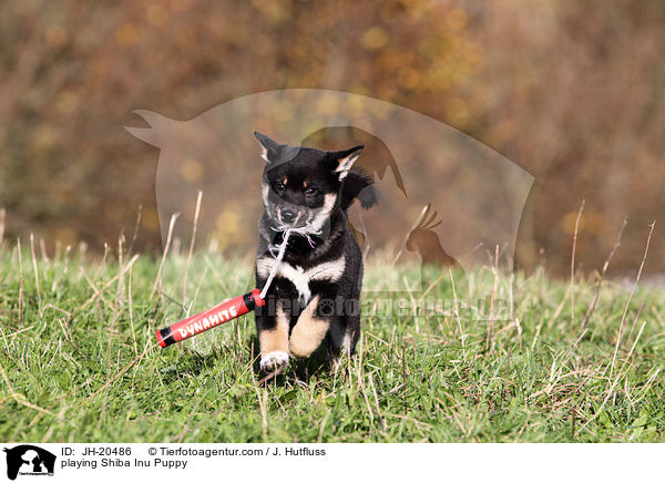 spielender Shiba Inu Welpe / playing Shiba Inu Puppy / JH-20486