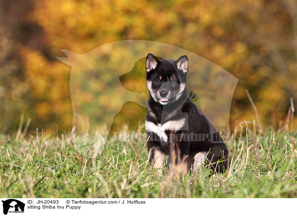 sitzender Shiba Inu Welpe / sitting Shiba Inu Puppy / JH-20493