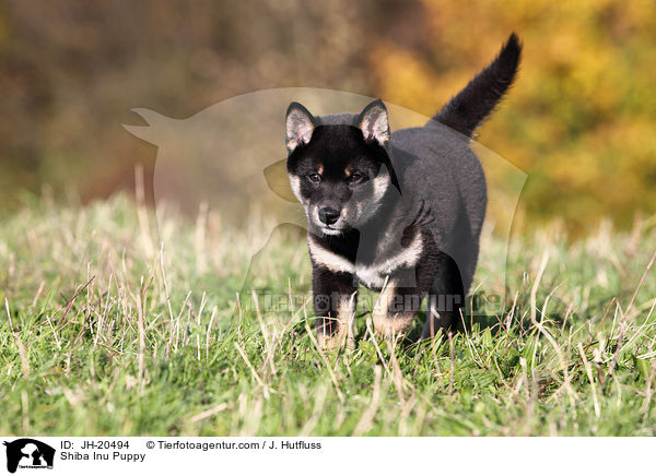 Shiba Inu Welpe / Shiba Inu Puppy / JH-20494