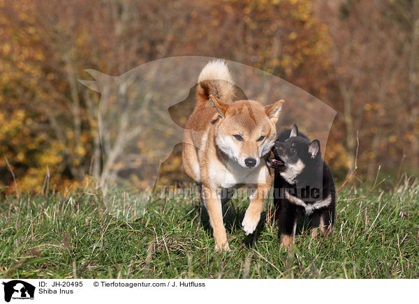 Shiba Inus / Shiba Inus / JH-20495