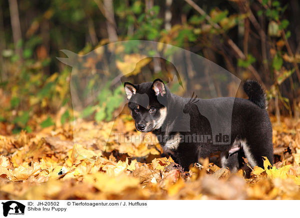Shiba Inu Welpe / Shiba Inu Puppy / JH-20502