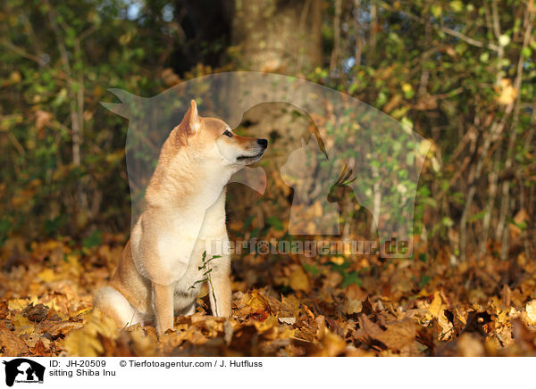 sitzender Shiba Inu / sitting Shiba Inu / JH-20509