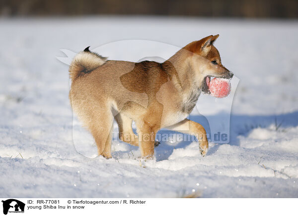 junger Shiba Inu im Schnee / young Shiba Inu in snow / RR-77081