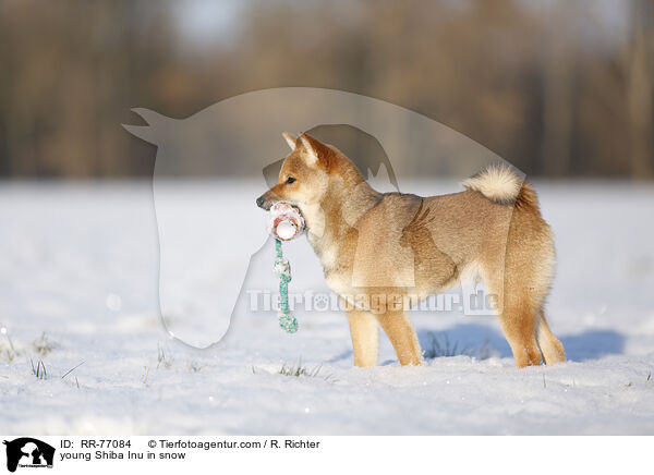 junger Shiba Inu im Schnee / young Shiba Inu in snow / RR-77084