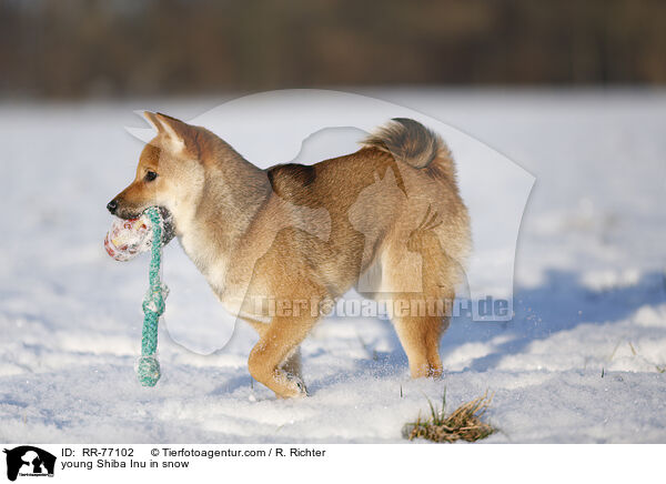junger Shiba Inu im Schnee / young Shiba Inu in snow / RR-77102