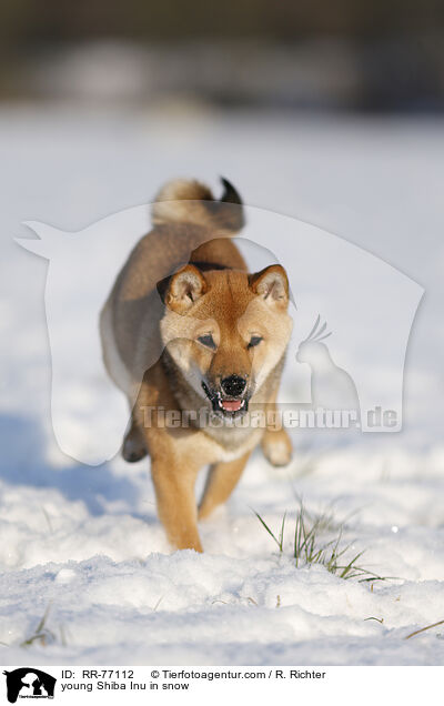 junger Shiba Inu im Schnee / young Shiba Inu in snow / RR-77112
