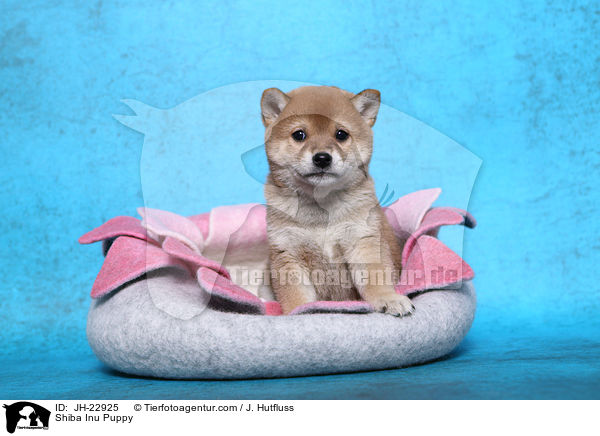 Shiba Inu Welpe / Shiba Inu Puppy / JH-22925