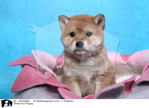 Shiba Inu Welpe / Shiba Inu Puppy / JH-22928