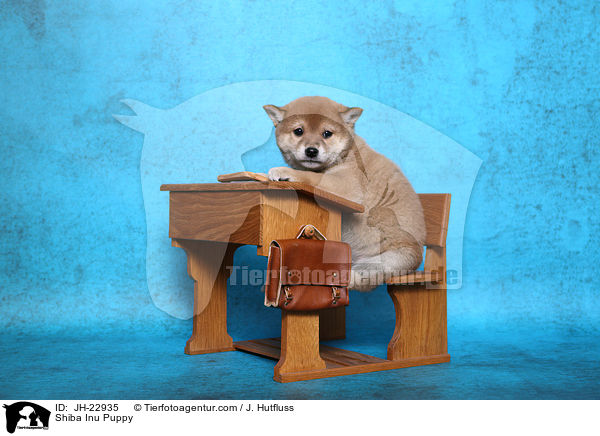 Shiba Inu Welpe / Shiba Inu Puppy / JH-22935