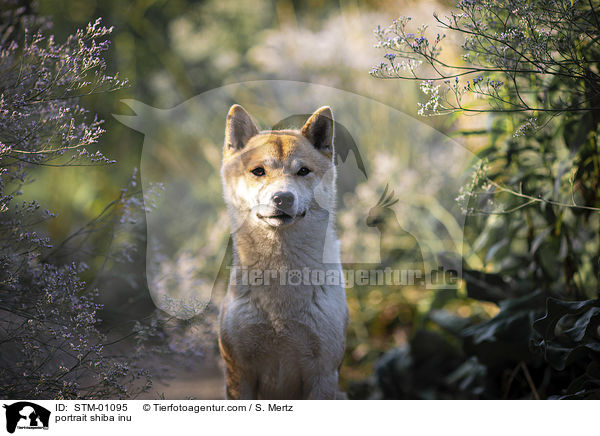 Portrait Shiba Inu / portrait shiba inu / STM-01095