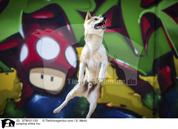 springender Shiba Inu / jumping shiba inu / STM-01100