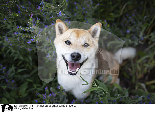 sitzender Shiba Inu / sitting shiba inu / STM-01113
