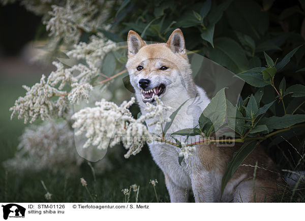 sitzender Shiba Inu / sitting shiba inu / STM-01126