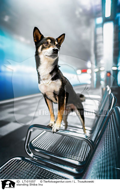 stehender Shiba Inu / standing Shiba Inu / LT-01057